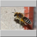 Colletes daviesanus - Seidenbiene w001g 9mm beim Nestanflug - OS-Insektenhotel det.jpg